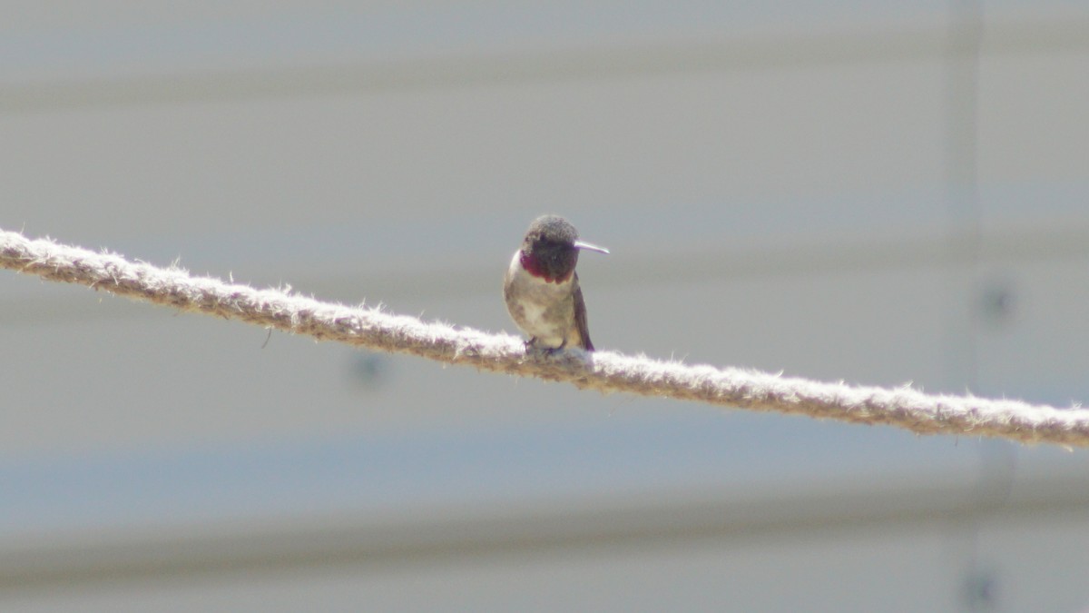 Ruby-throated Hummingbird - ML656259566