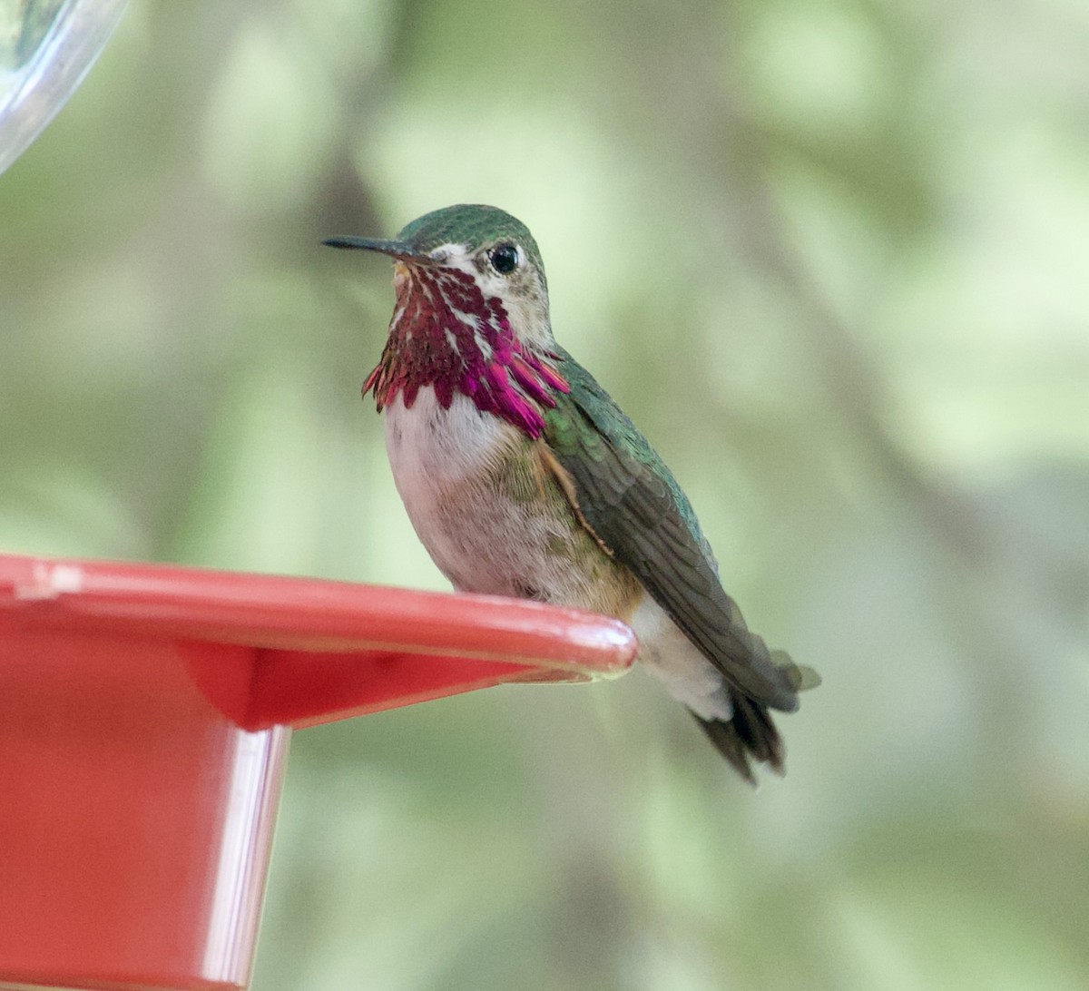 Calliope Hummingbird - ML656259570
