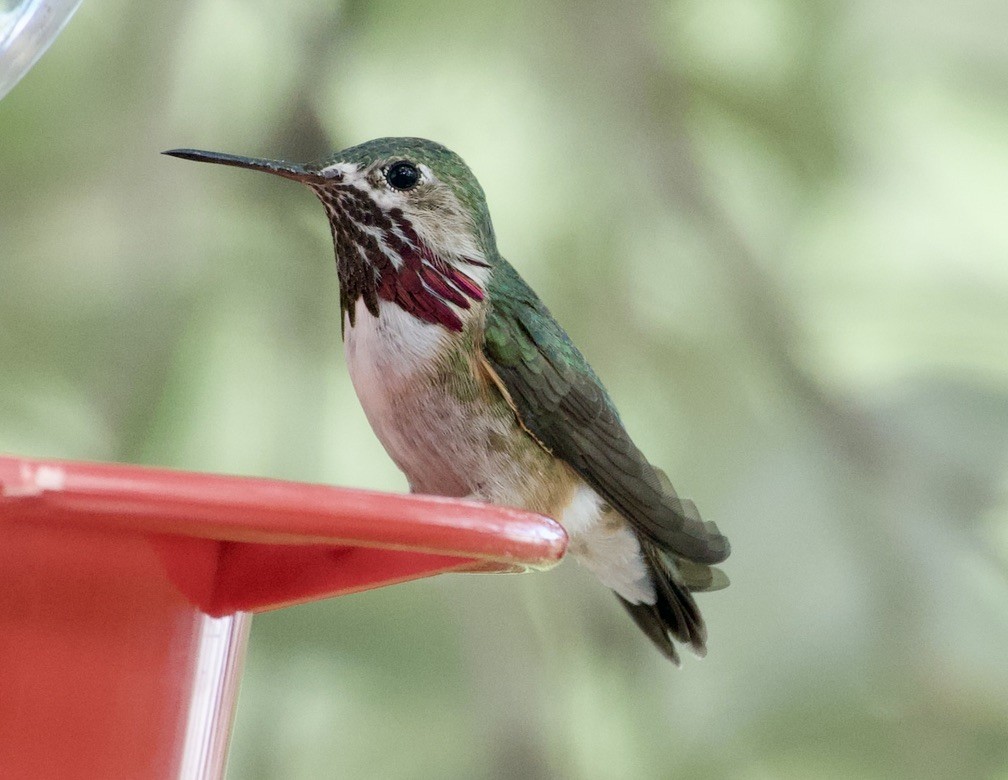Calliope Hummingbird - ML656259587