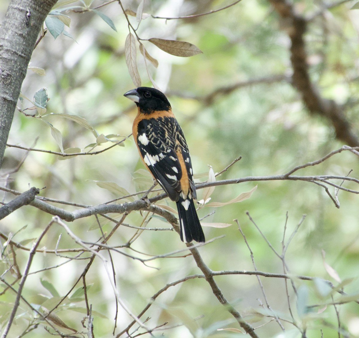 Black-headed Grosbeak - ML656259631