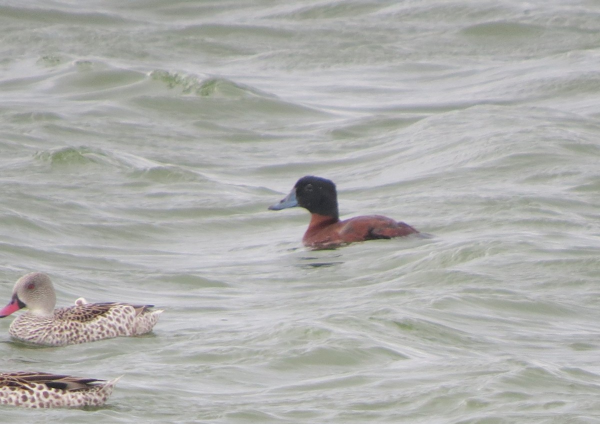 Maccoa Duck - ML656260437