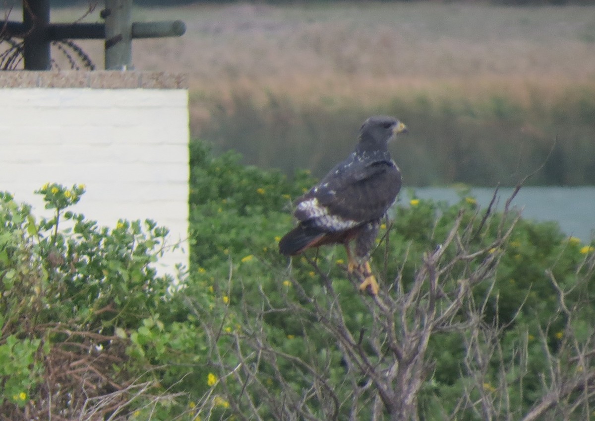 Jackal Buzzard - ML656260538