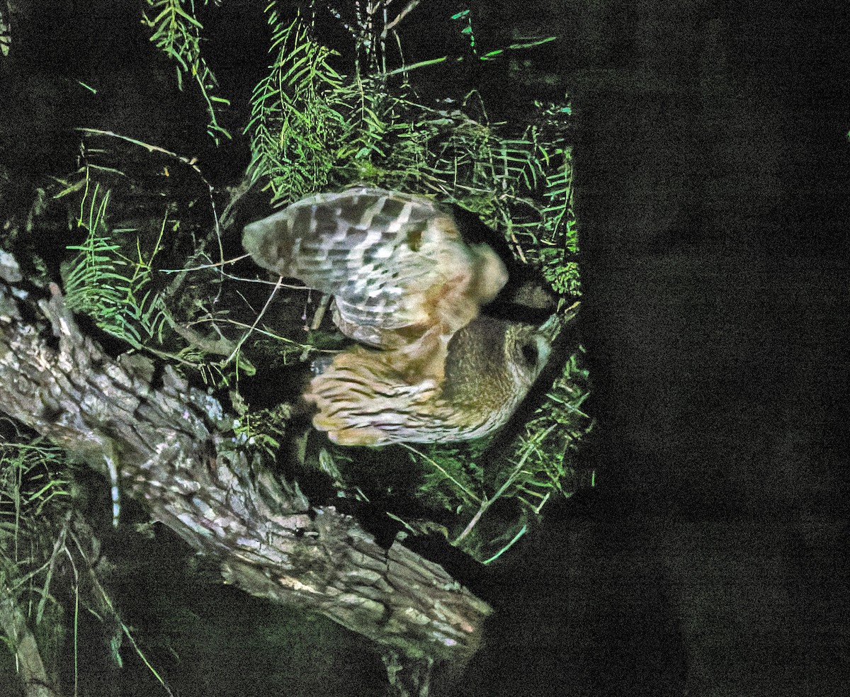 Mottled Owl - ML656262258