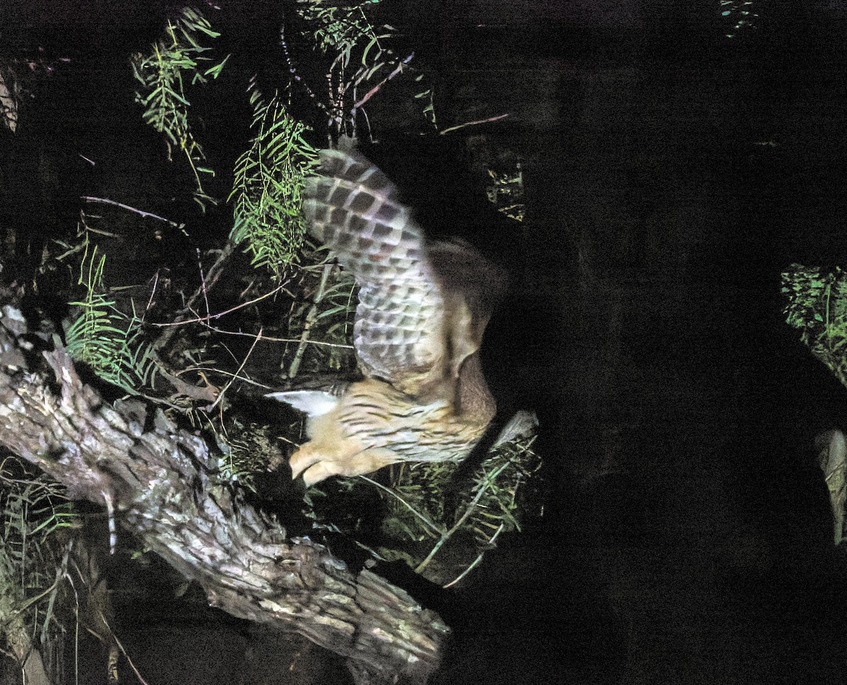 Mottled Owl - ML656262259