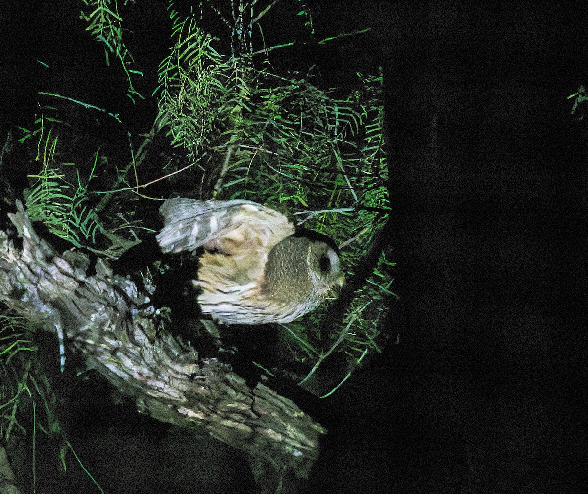 Mottled Owl - ML656262260