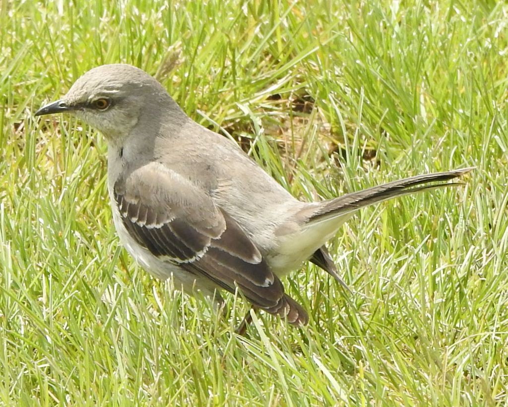 eBird Checklist - 30 Apr 2026 - Aux Sable Park - 32 species