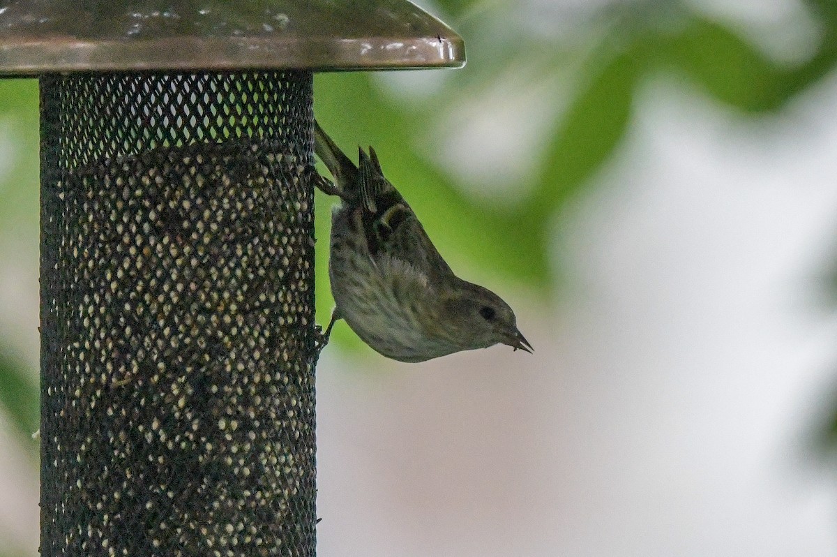Pine Siskin (green morph) - ML656262562