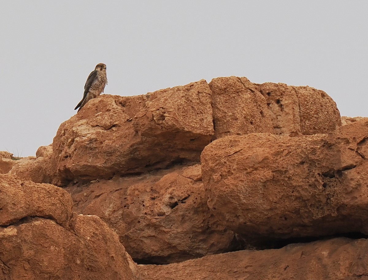 Lanner Falcon - ML656263212