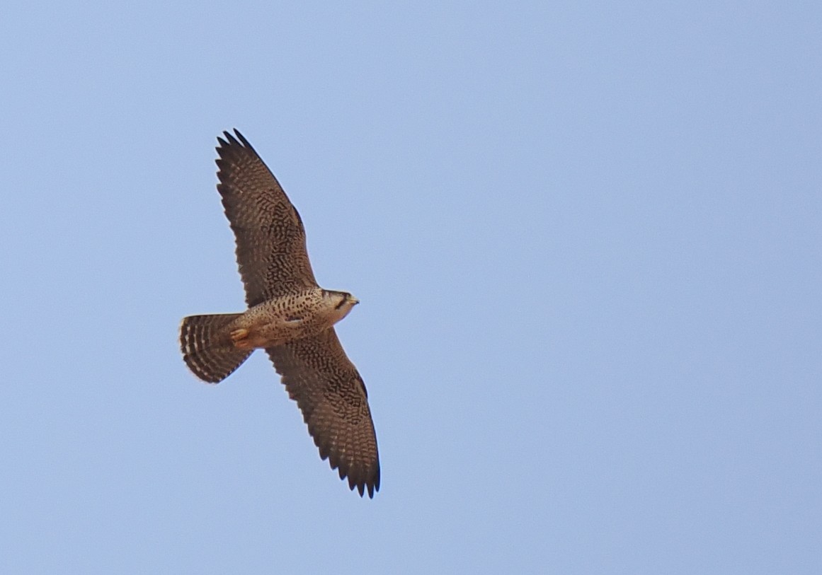Lanner Falcon - ML656263213