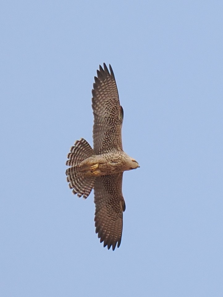 Lanner Falcon - ML656263214