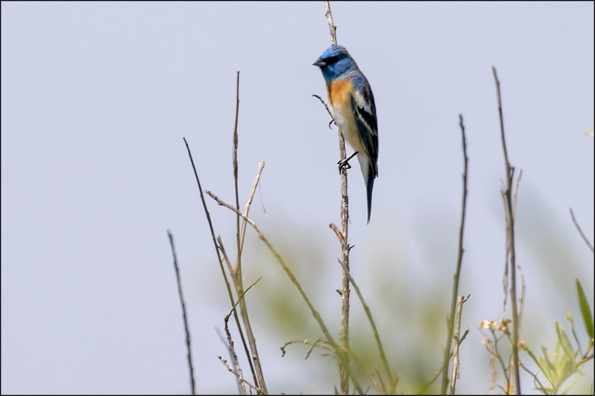 Lazuli Bunting - ML656263216