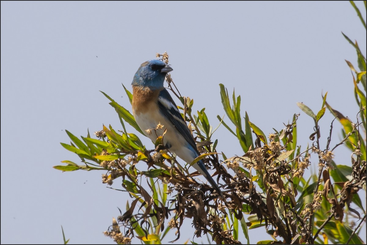 Lazuli Bunting - ML656263217