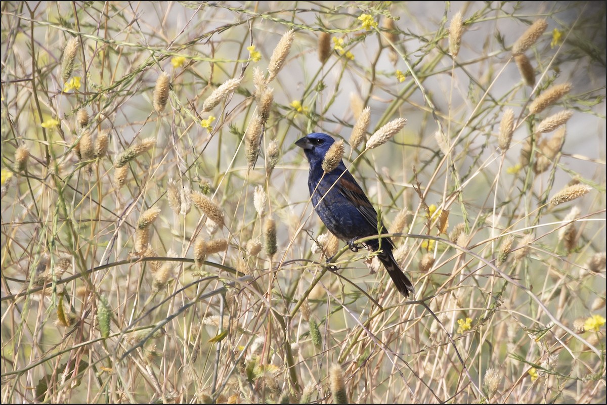Blue Grosbeak - ML656263232