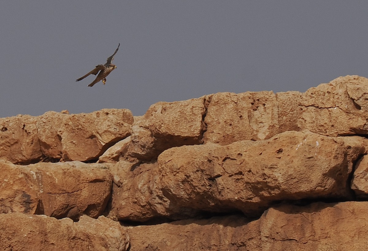 Lanner Falcon - ML656263487