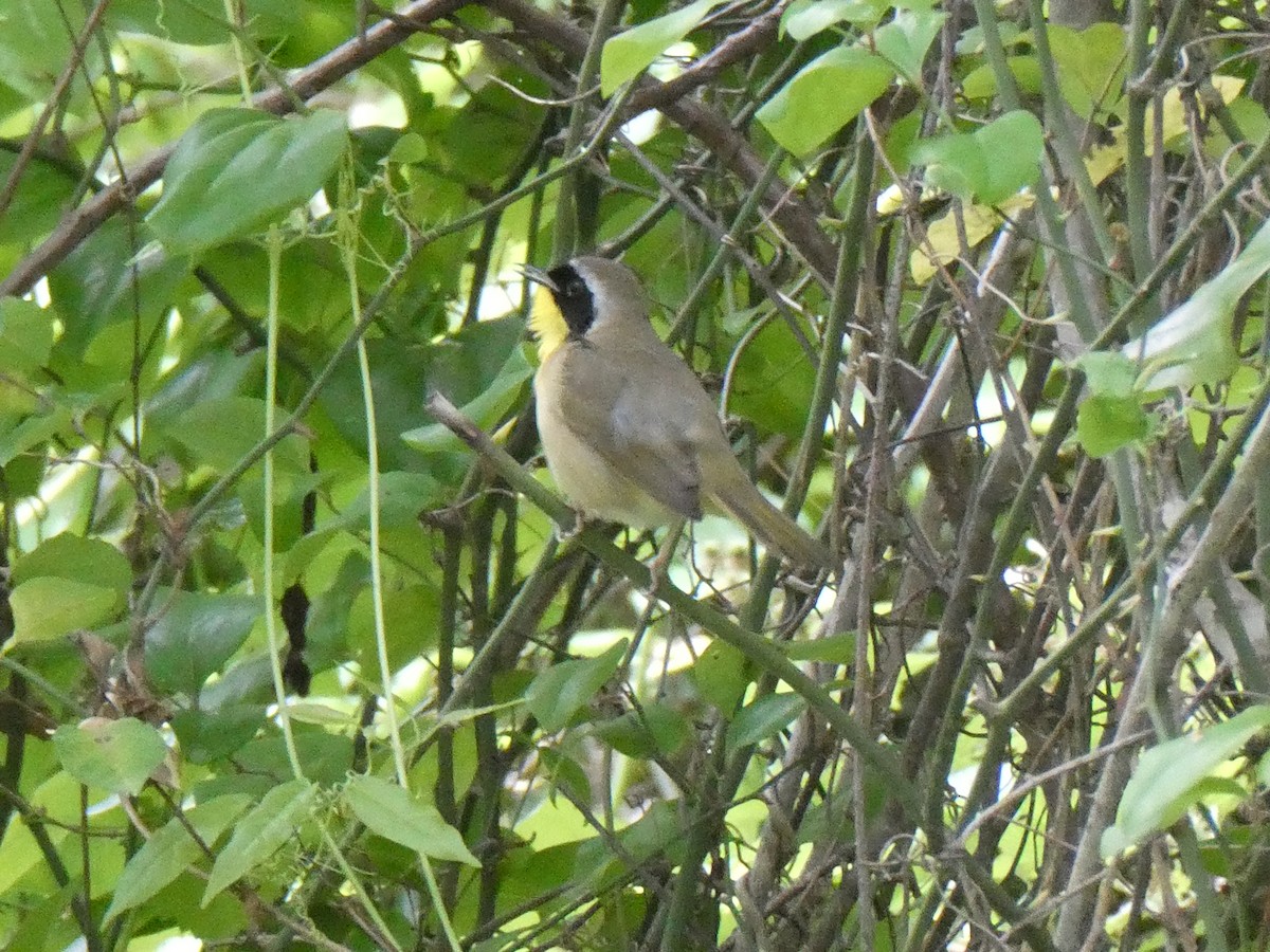 Common Yellowthroat - ML656265199