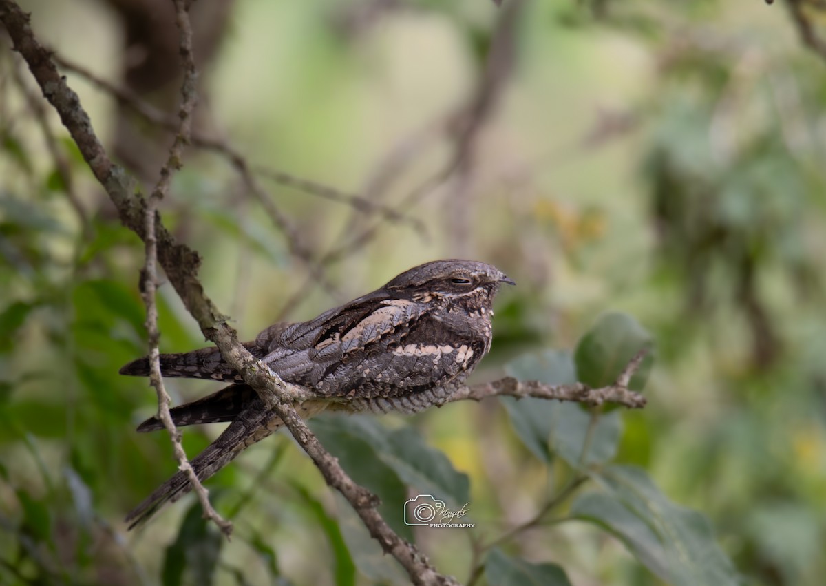 Eurasian Nightjar - ML656266058