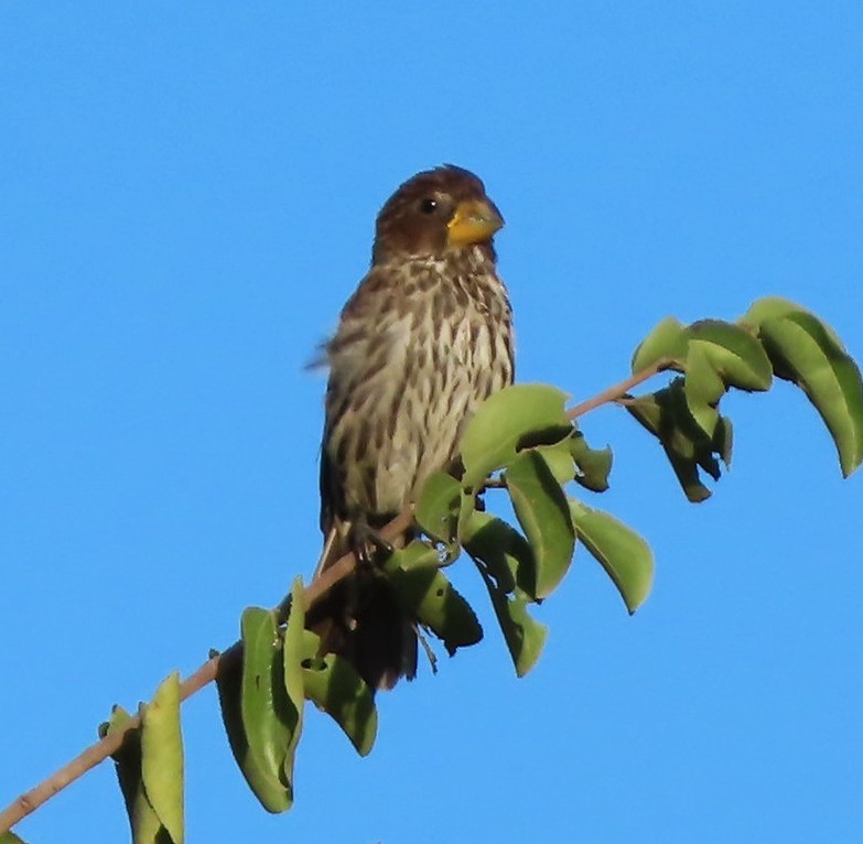 Weißstirnweber - ML656266418