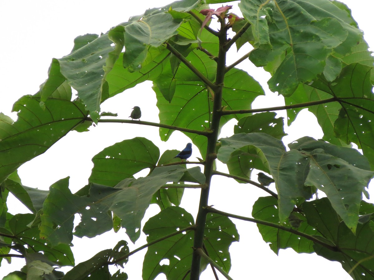 Short-billed Honeycreeper - ML65626751