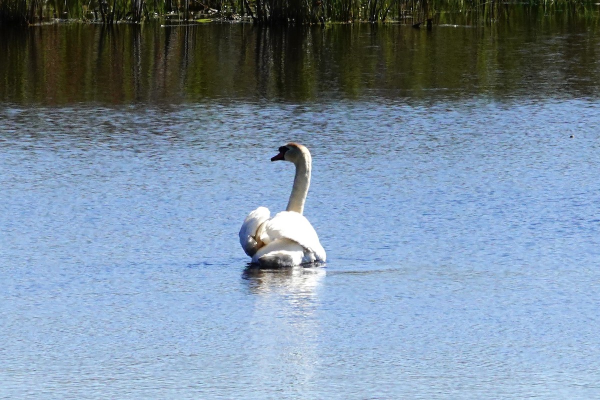 Mute Swan - ML656269376