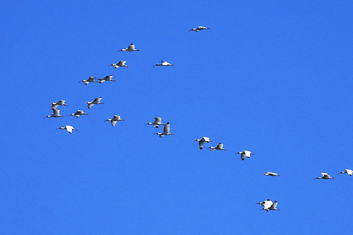 White Ibis - ML656269383