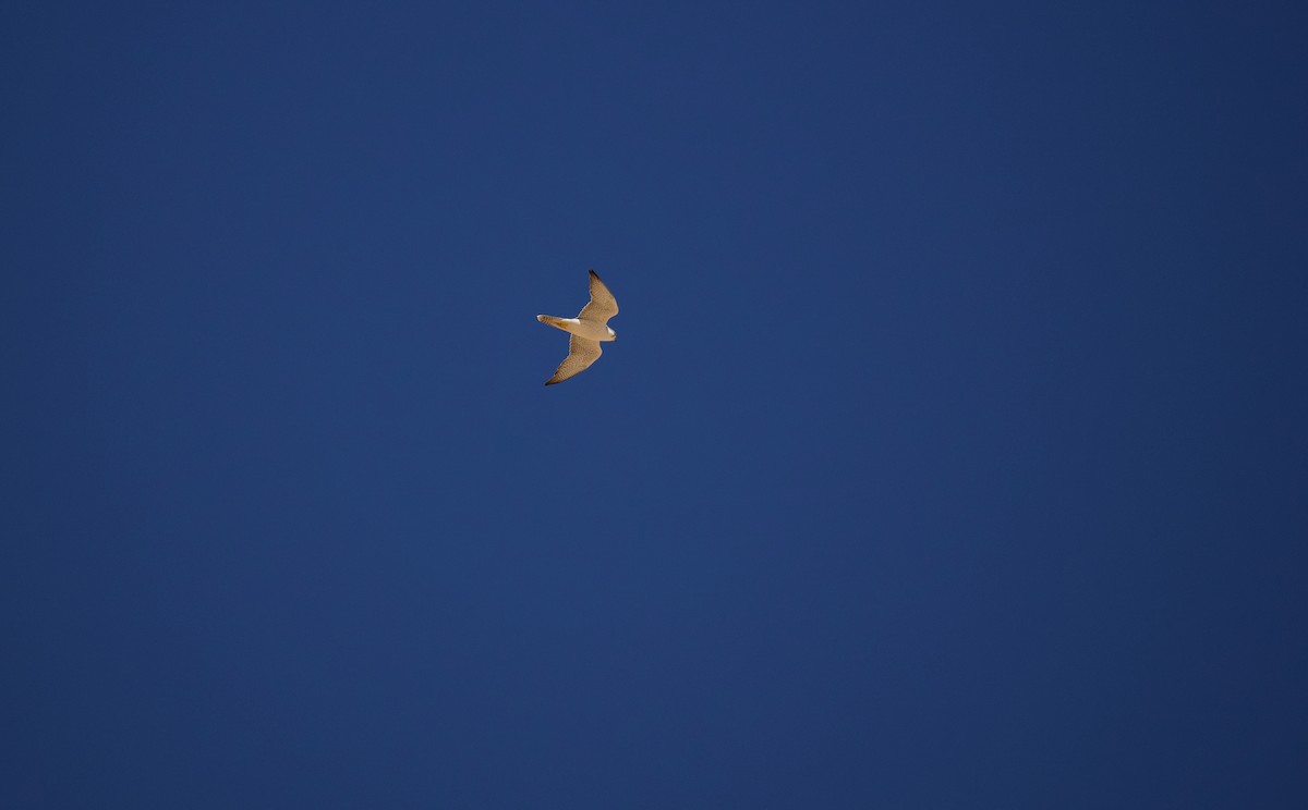 Lanner Falcon - ML656269669