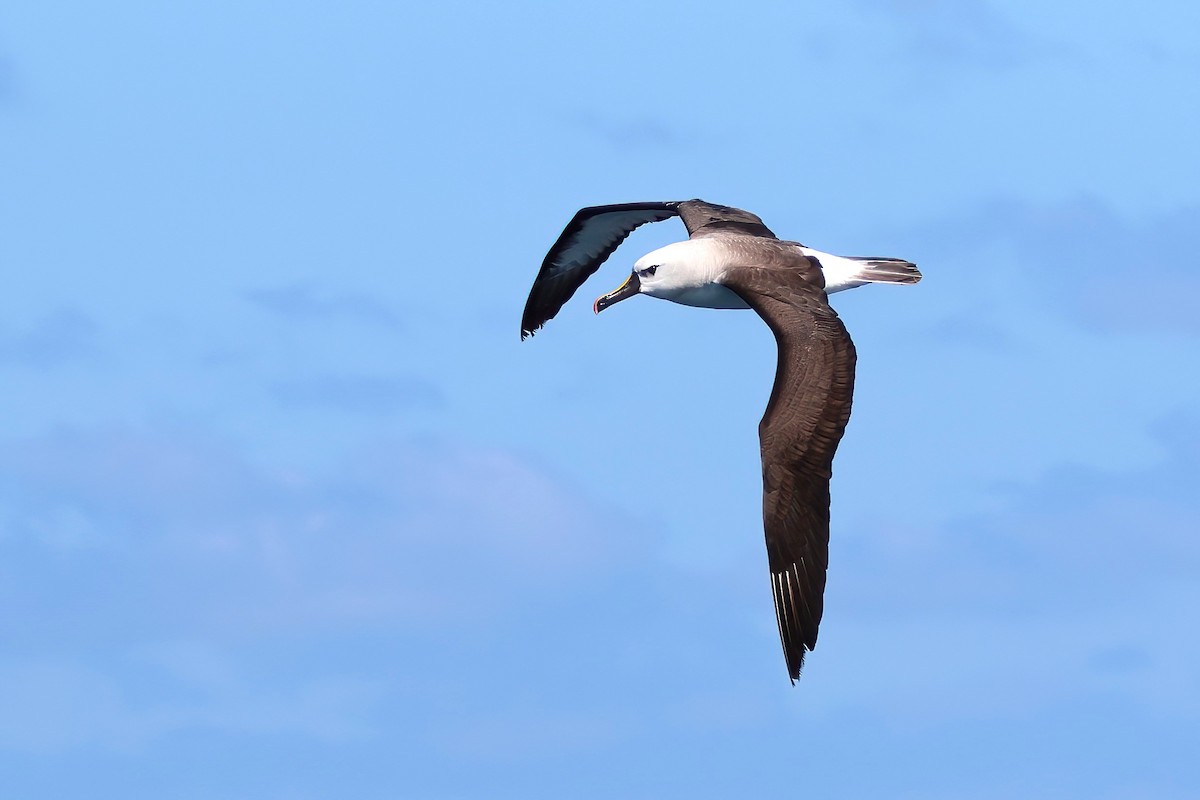 Atlantic Yellow-nosed Albatross - ML656269997