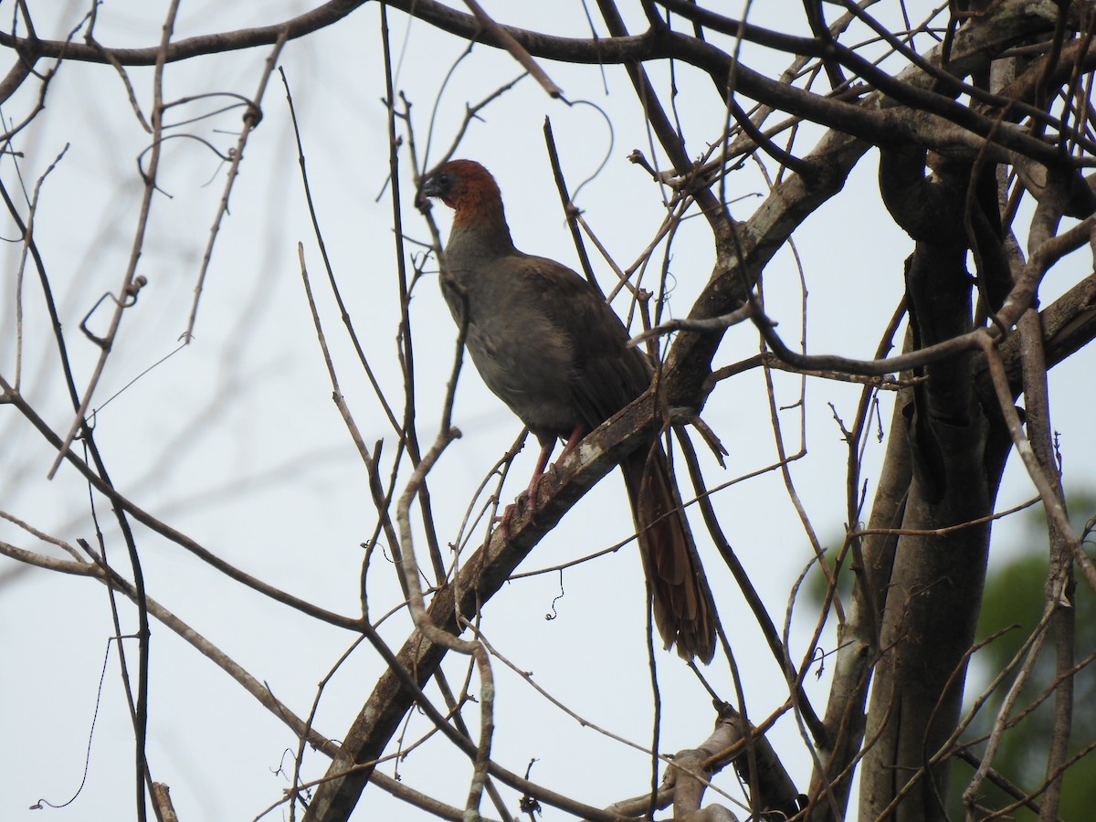 Variable Chachalaca - ML656270033