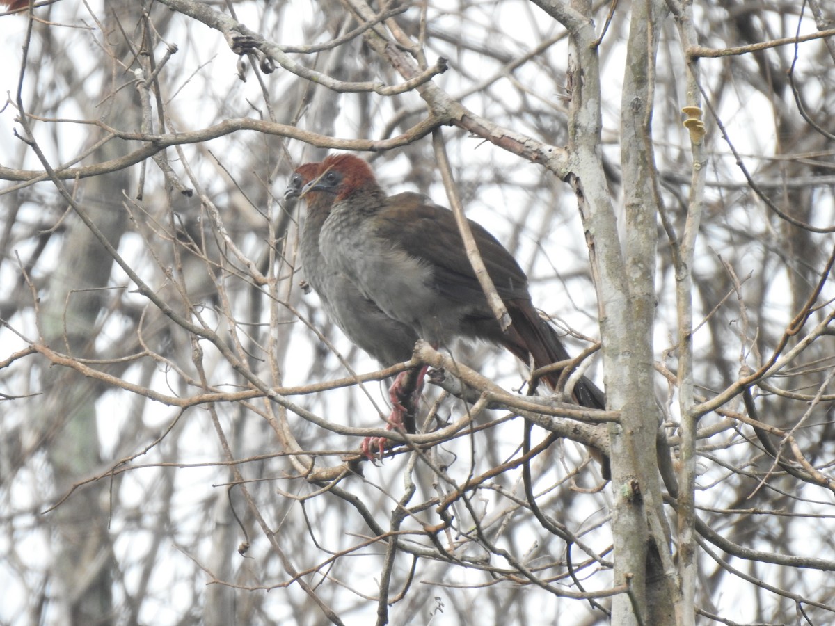 Variable Chachalaca - ML656270034