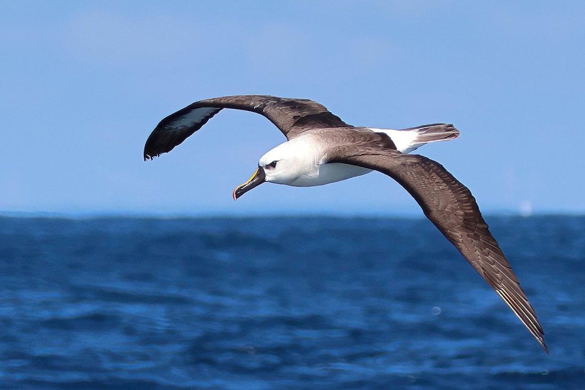 Atlantic Yellow-nosed Albatross - ML656270687