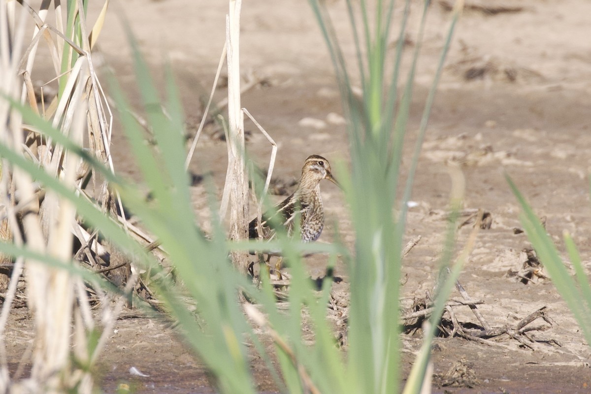 Common Snipe - ML656271068