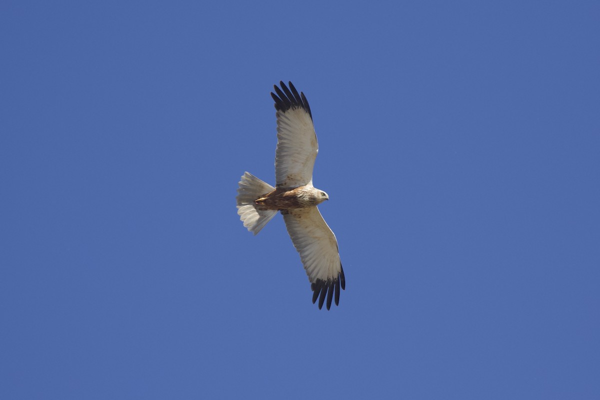 Western Marsh Harrier - ML656271614