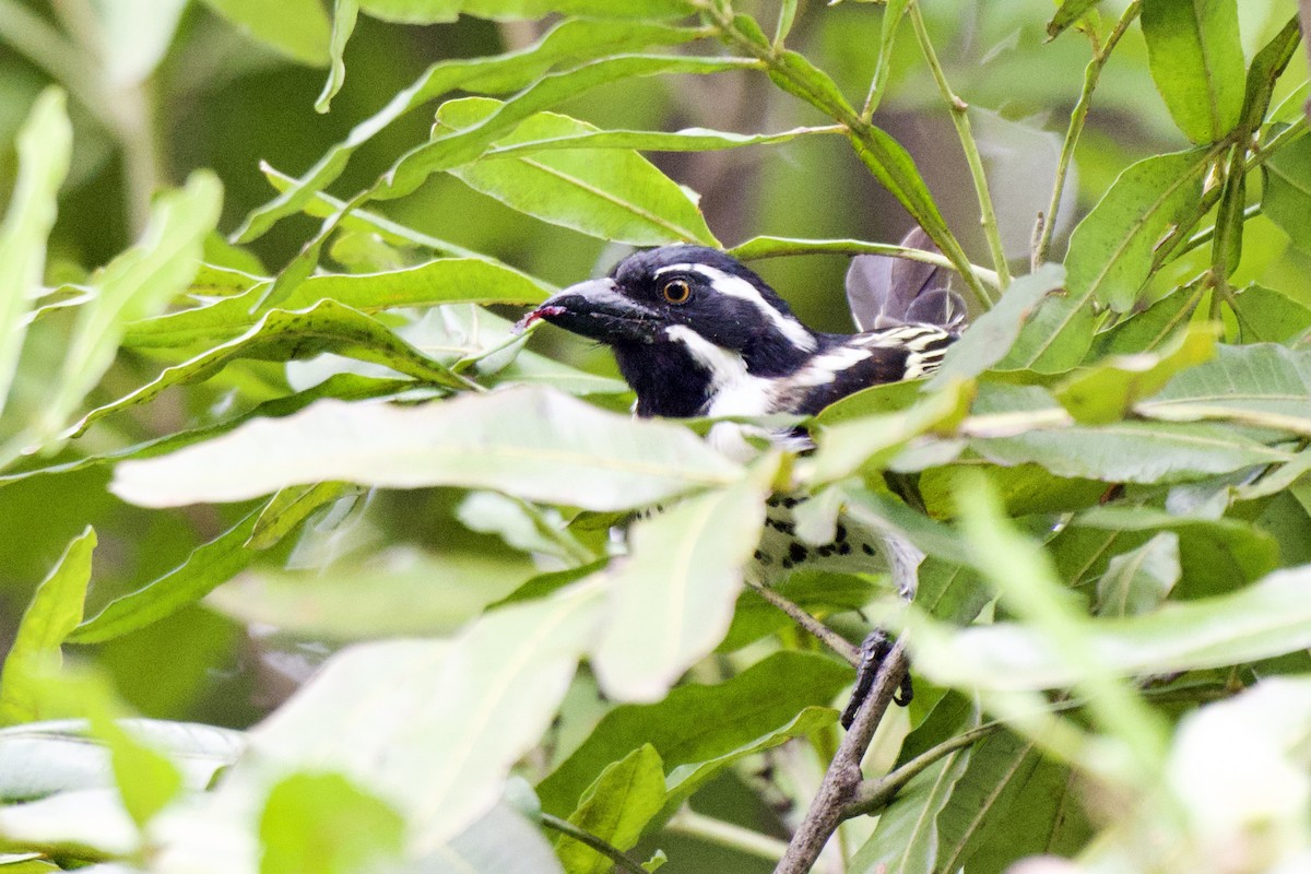 Spot-flanked Barbet - ML656273690