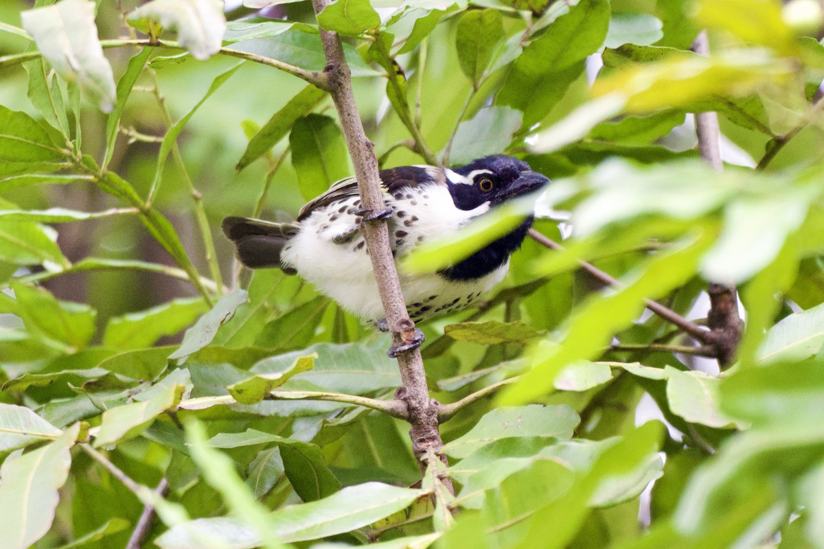 Spot-flanked Barbet - ML656273691