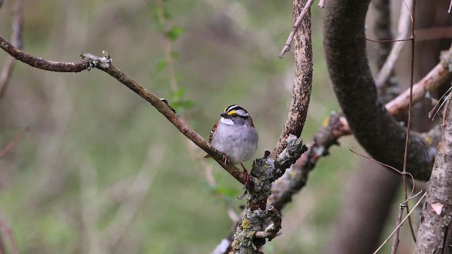 White-throated Sparrow - ML656275356