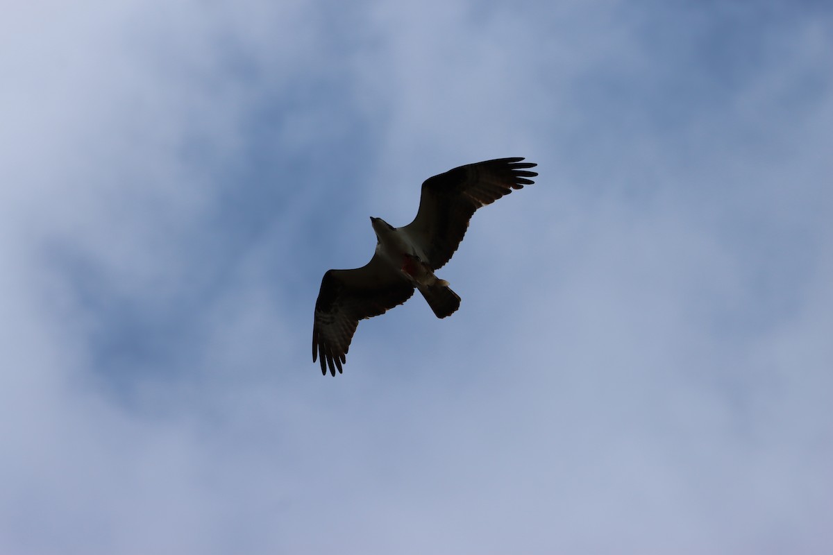 Osprey (American) - ML656275693