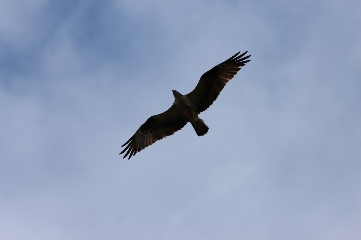 Osprey (American) - ML656275694