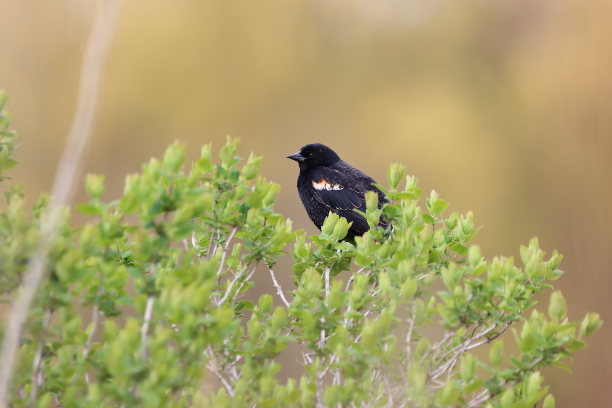 Red-winged Blackbird - ML656275695