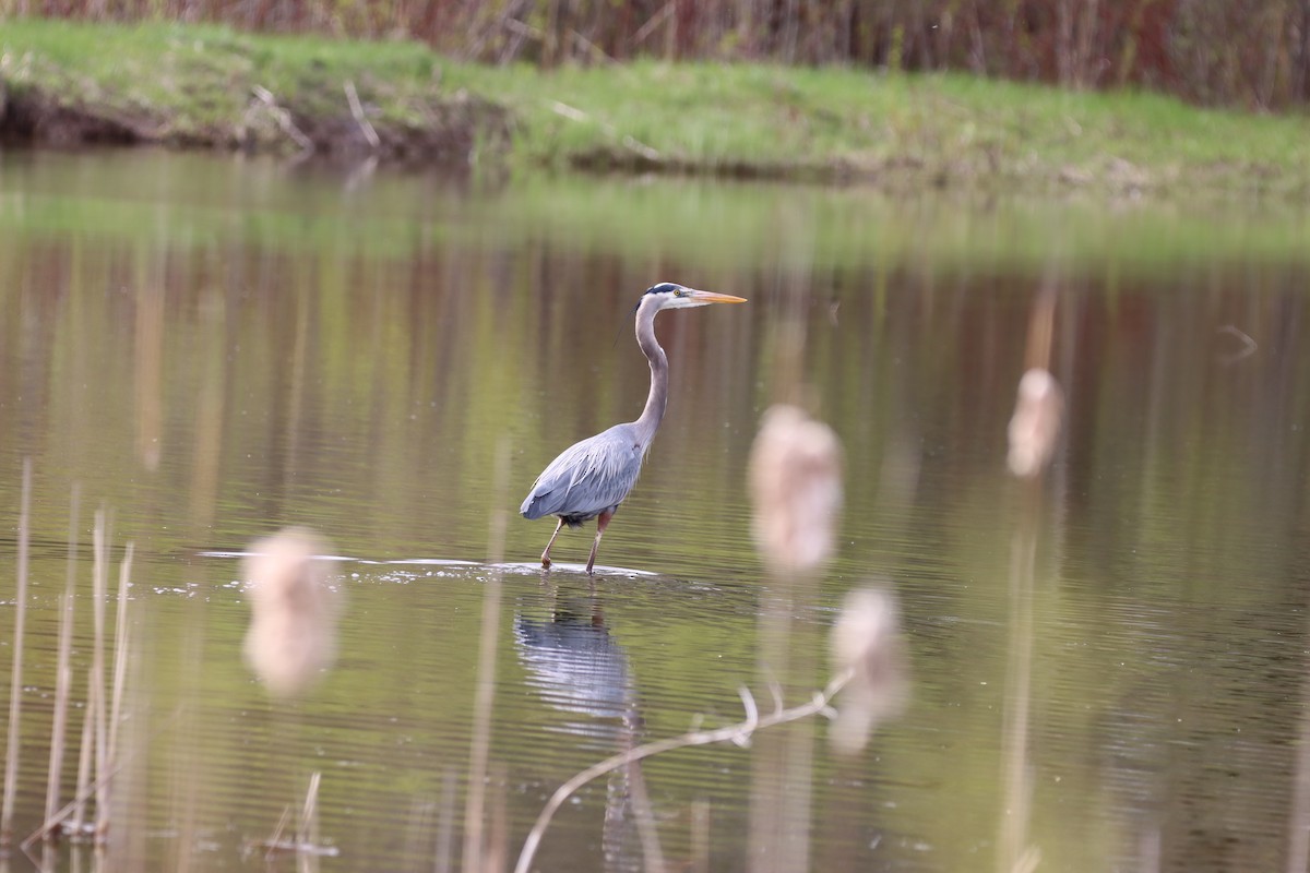 Great Blue Heron - ML656275703