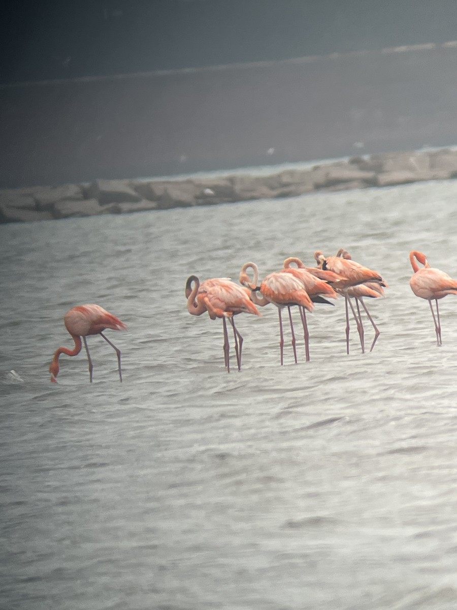 American Flamingo - ML656277478