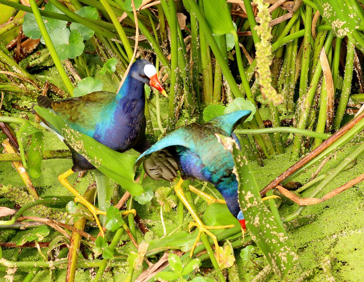 eBird Checklist - 1 May 2026 - Green Cay Wetlands & Nature Center - 40 ...
