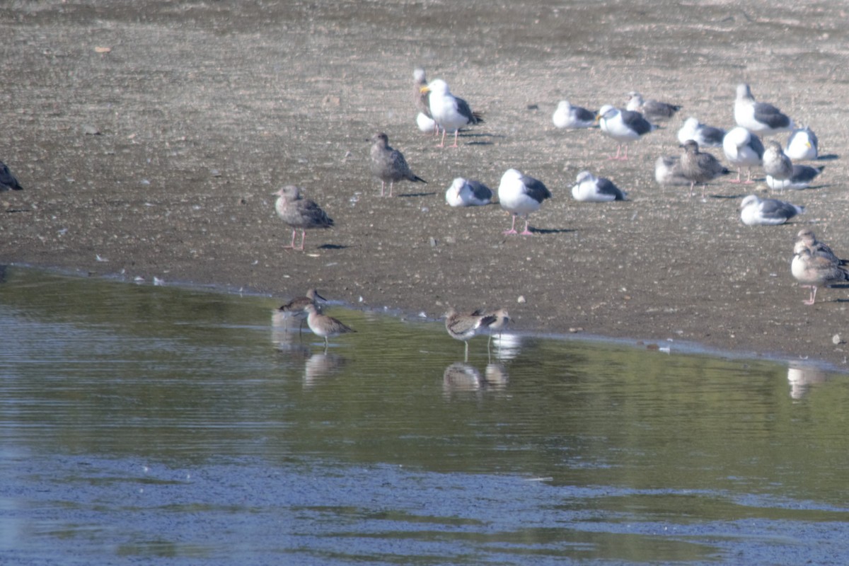 Willet - ML65627981