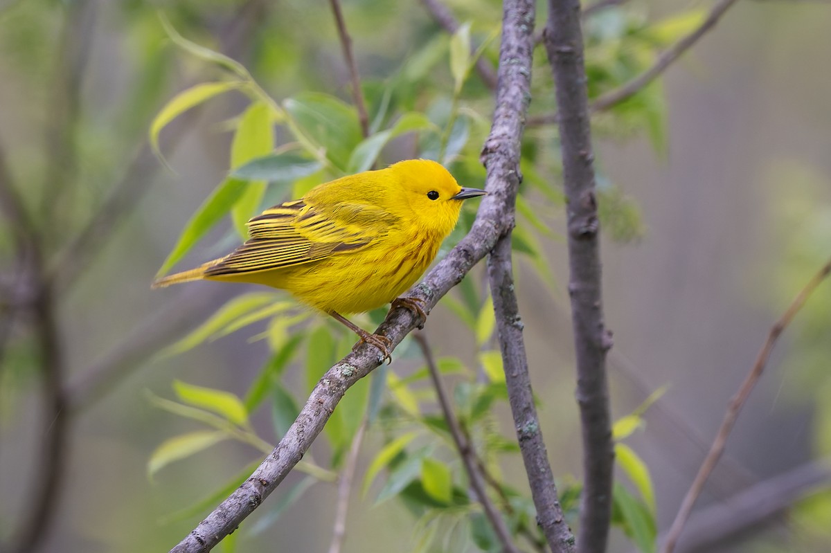 Northern Yellow Warbler - ML656280429
