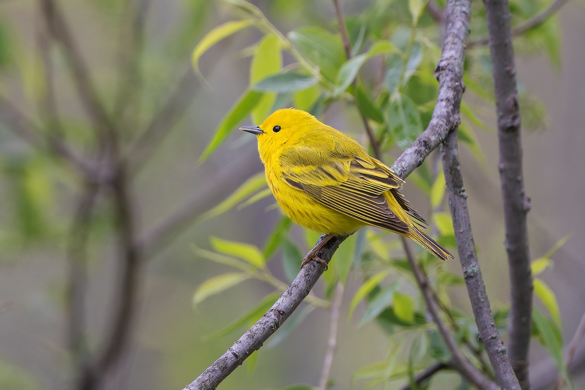 Northern Yellow Warbler - ML656280430