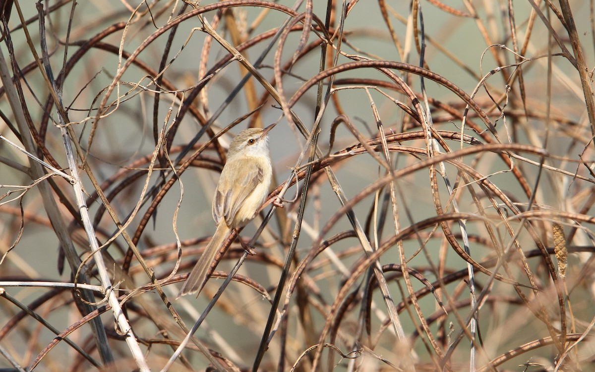 River Prinia - Christoph Moning