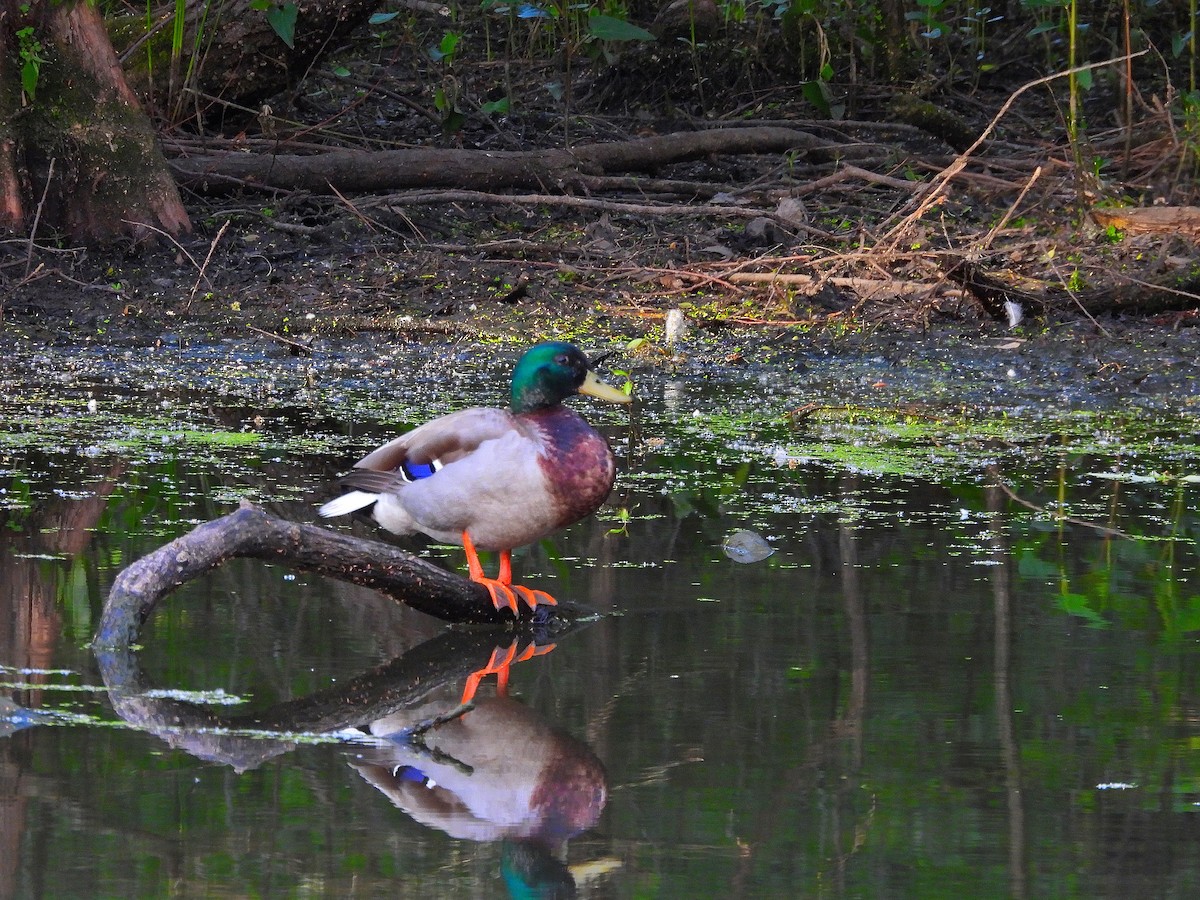 eBird Checklist - 1 May 2026 - Stumpy Lake Natural Area - 45 species