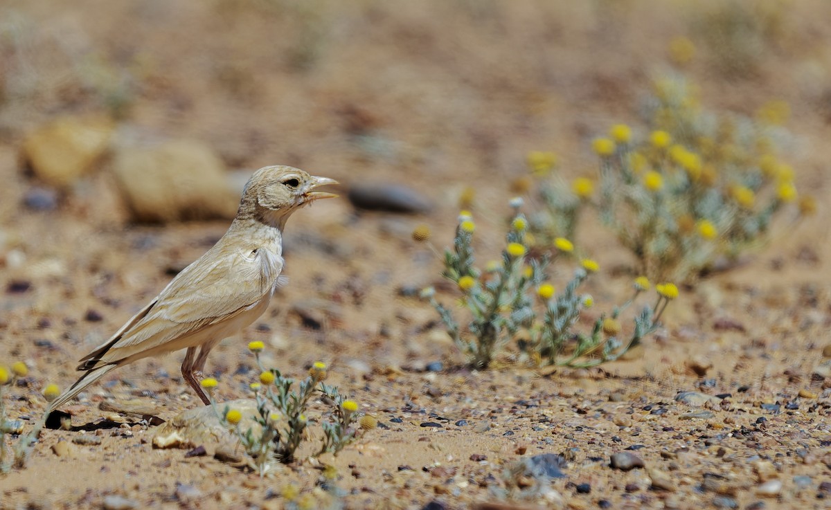 Dunn's Lark - ML656284756