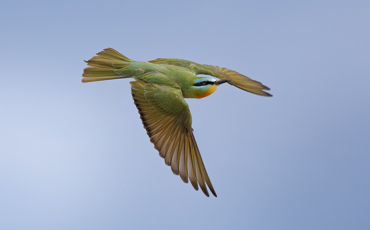 Blue-cheeked Bee-eater - ML656284982