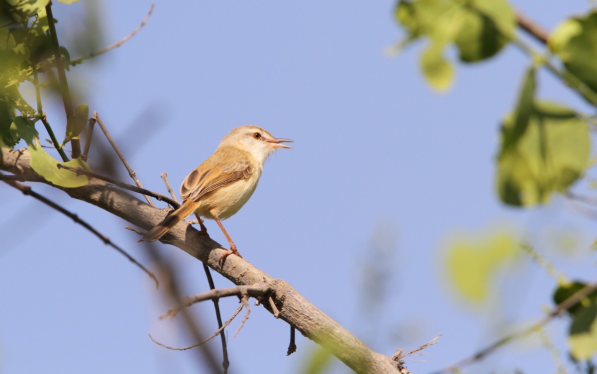 カワハウチワドリ - ML65628531