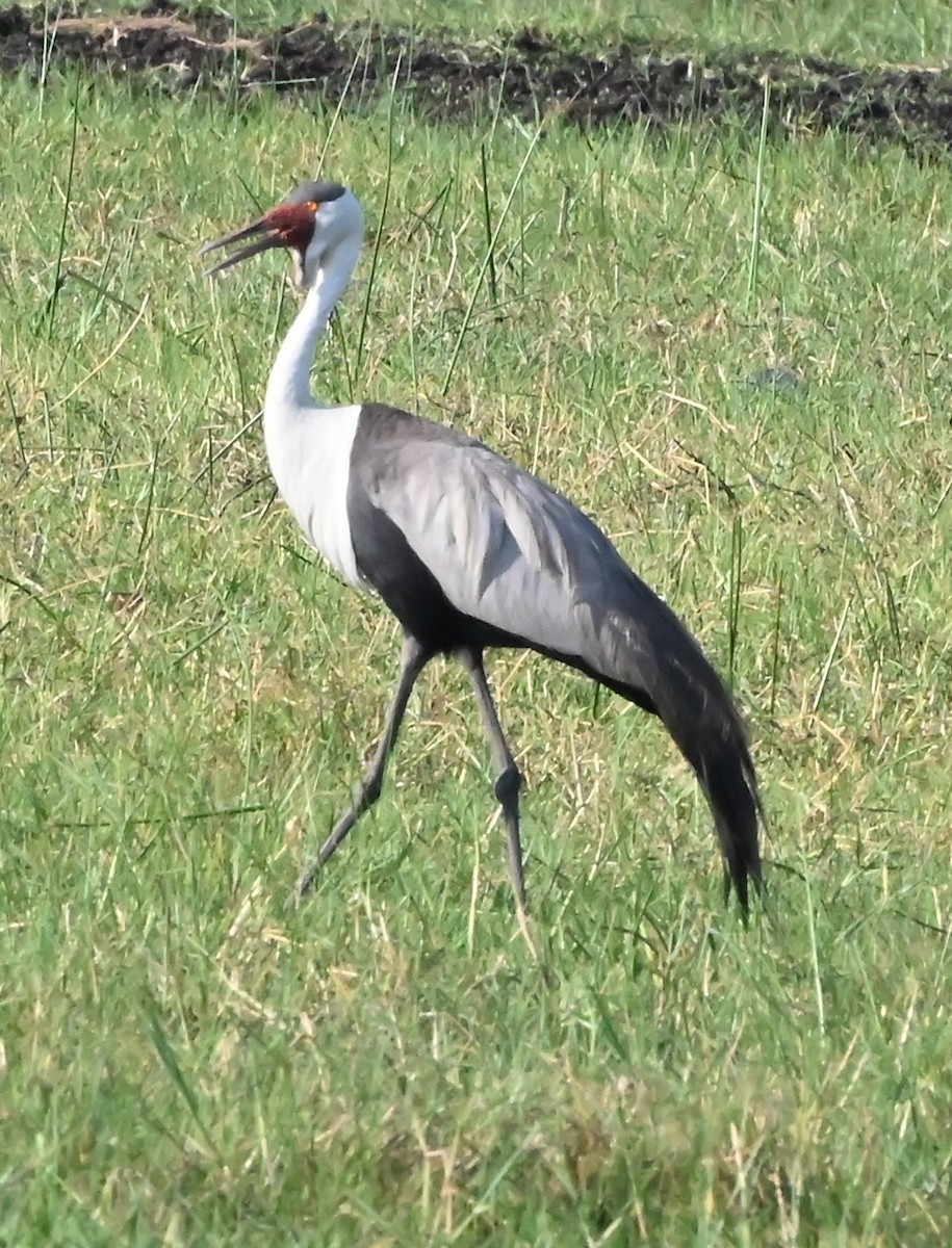 Wattled Crane - ML656285425