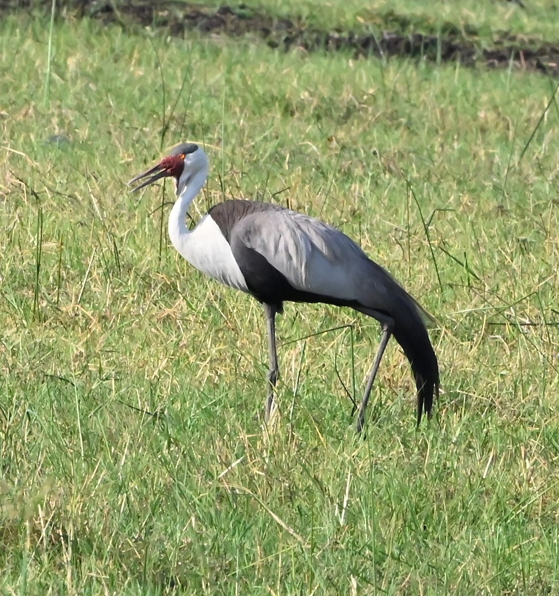 Wattled Crane - ML656285426